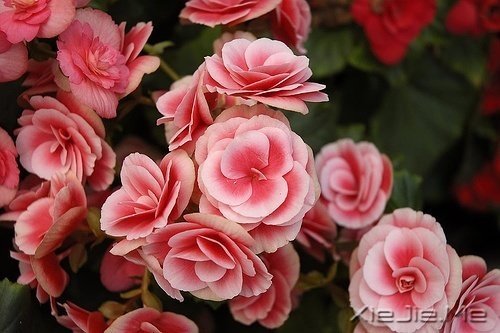 选择最淡的心事,诠释坎坷的人生 (7)