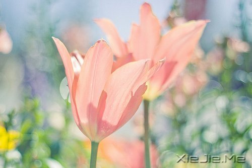 私奔吧,哪怕一个人 (5)