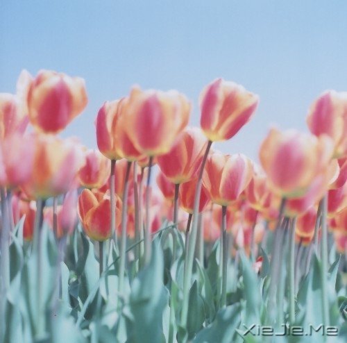 爱自己的人,才会有人爱 (10)