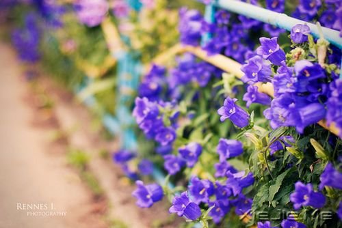 早安心语:生活总会给你另一个机会,这个机会叫明天 (8)