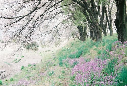 早安心语:情绪可以控制,但眼泪不会撒谎 (2)